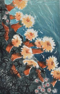 Hope spot plumose anemones  